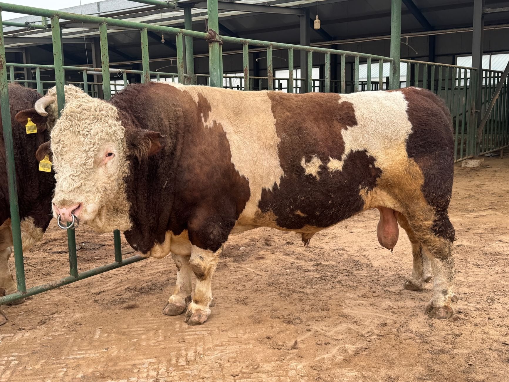 Majestic Hereford bull standing in a farm pen