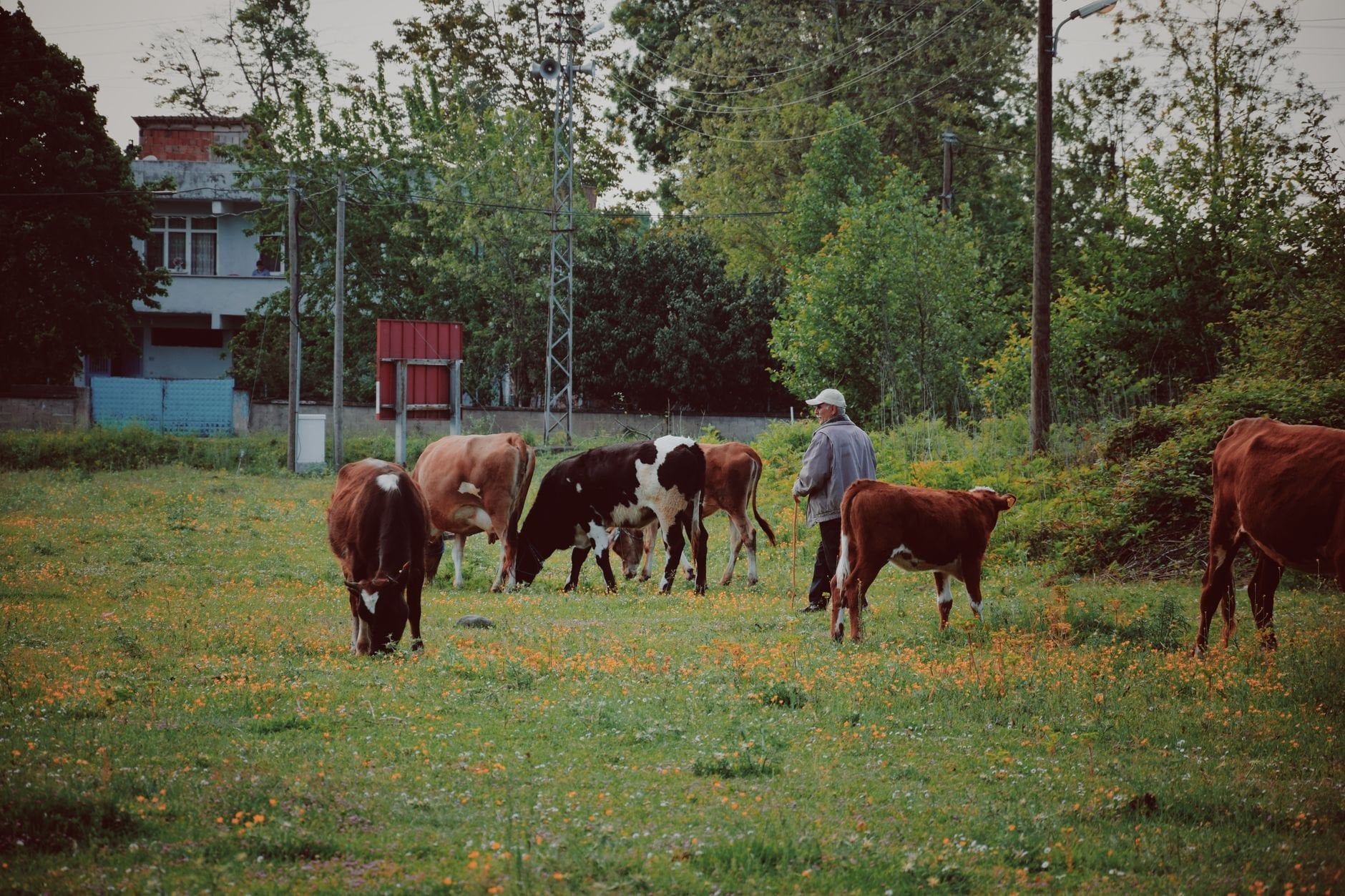 A farmer with dairy cows grazing on a green field at golden hour
