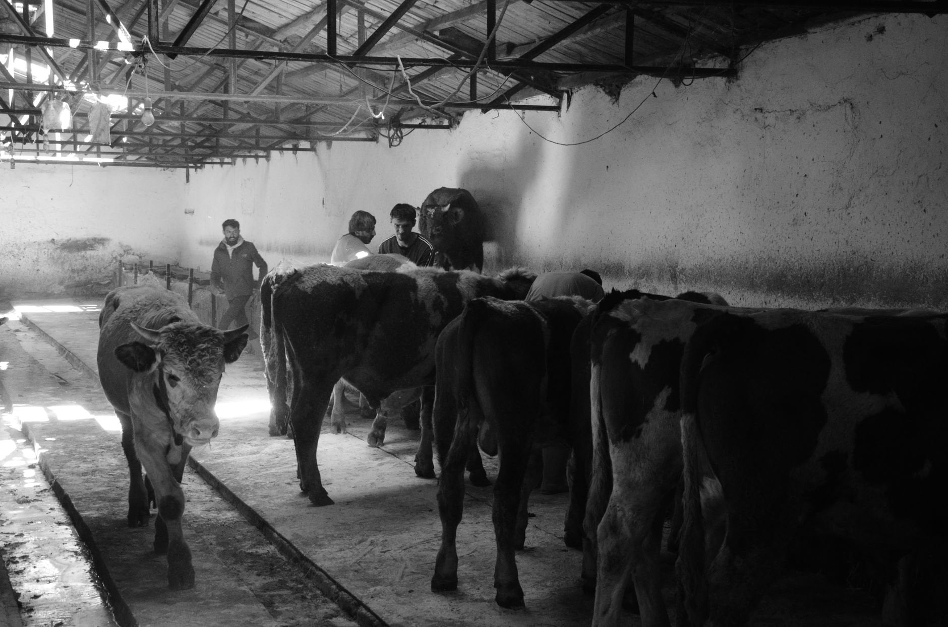 Farmers tending to cattle in a barn with natural light