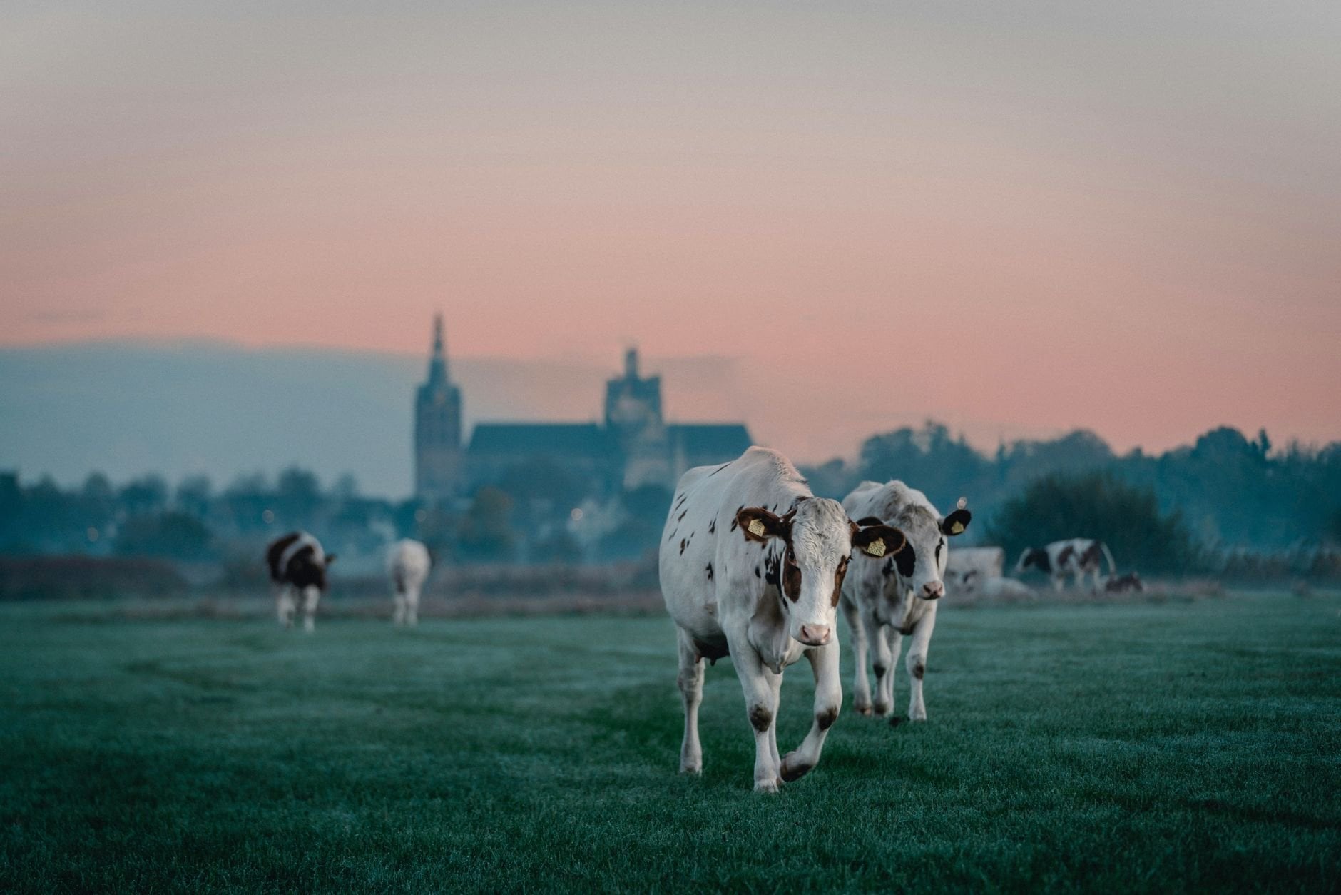 Cows grazing in a serene field at sunrise